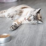 Catnip Alternative Variety Powder Pack