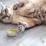 Catnip Alternative Variety Powder Pack