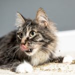 Ultra Blend (Half Size)