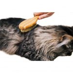 Bamboo Bristle Brush